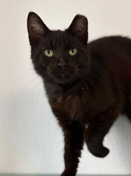 Domestic Short Hair Cats Available for Adoption in Lockhart, Texas - Spider | PetCurious