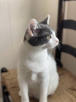 Rescue Domestic Short Hair Cats for Adoption in Tampa, Florida - Wilma | PetCurious