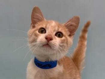 Dan -  Domestic Short Hair Cat for Adoption in Golden Valley, Minnesota - Dan | PetCurious