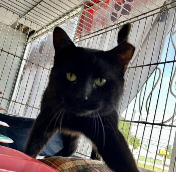 Boris -  Domestic Short Hair Cat for Adoption in Parma, Ohio - Boris | PetCurious