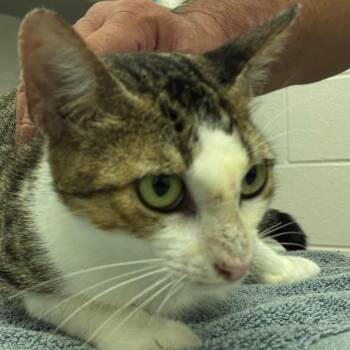 Simone -  Domestic Short Hair Cat for Adoption in Corpus Christi, Texas - Simone | PetCurious