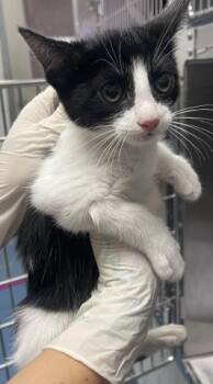 MERCY -  Domestic Short Hair Cat for Adoption in Pensacola, Florida - MERCY | PetCurious