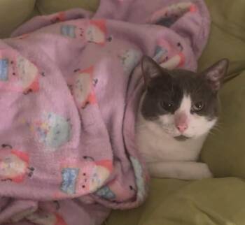 Rescue Domestic Medium Hair Cats for Adoption in Avon, New York - Odin | PetCurious