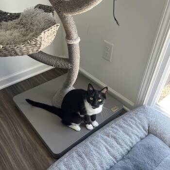 Domestic Short Hair Cats Available for Adoption in Charlotte, North Carolina - Sprout And Betsy. Besties  | PetCurious