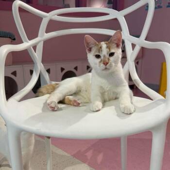 Abbott (bonded to Costello) - KBC -  Domestic Short Hair and Tabby Cat for Adoption in Dublin, Ohio - Abbott (bonded To Costello) - KBC | PetCurious