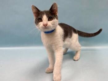 Manni -  Domestic Short Hair Cat for Adoption in Minneapolis, Minnesota - Manni | PetCurious