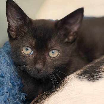 Peanut Butter -  Domestic Short Hair Cat for Adoption in Los Angeles, California - Peanut Butter | PetCurious