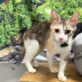 Butterfly -  Domestic Short Hair Cat for Adoption in Normal, Illinois - Butterfly | PetCurious
