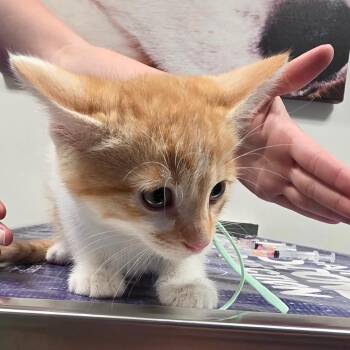 Todd -  Domestic Short Hair Cat for Adoption in Carmel, Indiana - Todd | PetCurious
