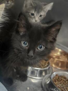 Coal -  Domestic Short Hair Cat for Adoption in Simcoe, Ontario - Coal | PetCurious