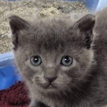 Rescue Domestic Short Hair Cats for Adoption in Eureka Springs, Arkansas - Chisel | PetCurious