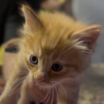 Domestic Short Hair Cats Available for Adoption - Freddy | PetCurious