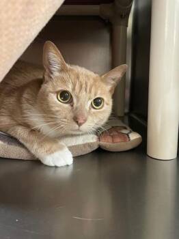 Domestic Short Hair Cats Available for Adoption in Vancouver, Washington - Gracie | PetCurious