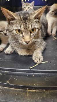 Domestic Short Hair Cats Available for Adoption in Crossville, Tennessee - Ms. Bianca | PetCurious