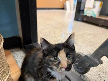 Domestic Medium Hair and Calico Cats Available for Adoption in Chandler, Arizona - Cali Puffin | PetCurious