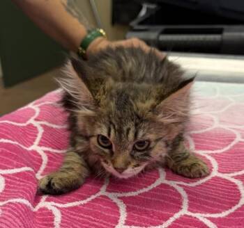Swallowtail -  Domestic Long Hair Cat for Adoption in Oakland, California - Swallowtail | PetCurious