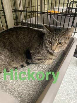 Domestic Short Hair Cats Available for Adoption in Cape May, New Jersey - Hickory | PetCurious