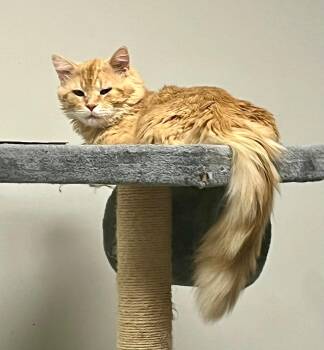 Nicholas -  Tabby and Domestic Medium Hair Cat for Adoption in Vaughan, Ontario - Nicholas | PetCurious