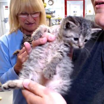 Smidgeon -  Domestic Short Hair Cat for Adoption in Defiance, Ohio - Smidgeon | PetCurious