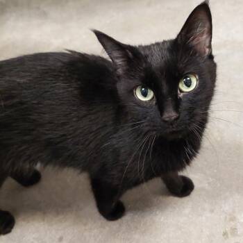 Seymour -  Domestic Medium Hair Cat for Adoption in Des Moines, Iowa - Seymour | PetCurious