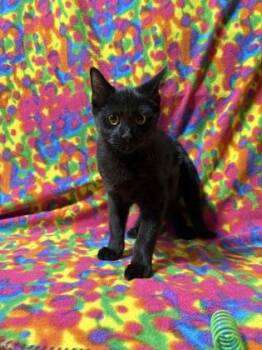 Rigatonie -  Domestic Medium Hair and Domestic Short Hair Cat for Adoption in Burlington, Wisconsin - Rigatonie | PetCurious