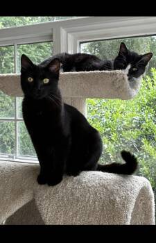 Jack -  Bombay and Domestic Short Hair Cat for Adoption in Theodore, Alabama - Jack | PetCurious