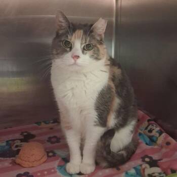 Momo -  Domestic Short Hair Cat for Adoption in Murray, Utah - Momo | PetCurious