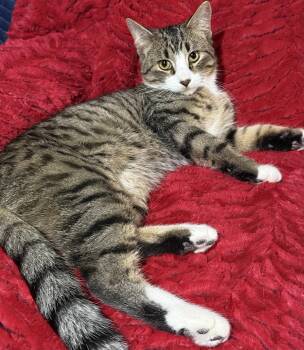 Cats for Adoption - Rico Suavé | PetCurious