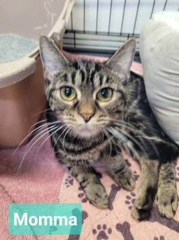 Momma -  Domestic Short Hair Cat for Adoption in Richmond, Indiana - Momma | PetCurious