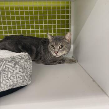 Eric -  Tabby Cat for Adoption in Las Vegas, Nevada - Eric | PetCurious