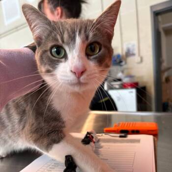 Domestic Short Hair Cats Available for Adoption in Huntington, West Virginia - Chicken Butt | PetCurious