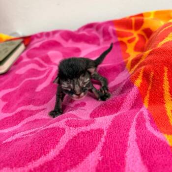 Gucci -  Domestic Short Hair Cat for Adoption in Spokane, Washington - Gucci | PetCurious