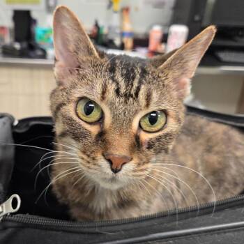 Domestic Short Hair Cats Available for Adoption in Chattanooga, Tennessee - Zelda | PetCurious