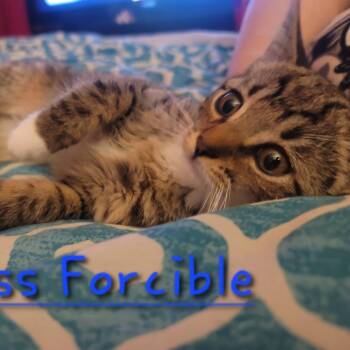 Domestic Short Hair Cats Available for Adoption in Granville, Ohio - Miss Forcible | PetCurious