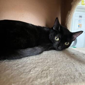 Natalia -  Domestic Short Hair Cat for Adoption in Laredo, Texas - Natalia | PetCurious
