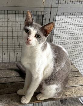 Sloane -  Domestic Short Hair Cat for Adoption in Jacksonville, Florida - Sloane | PetCurious