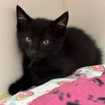 Raven -  Domestic Short Hair Cat for Adoption in Long Beach, California - Raven | PetCurious