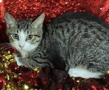 Baby Girl -  Domestic Short Hair Cat for Adoption in Conway, South Carolina - Baby Girl | PetCurious