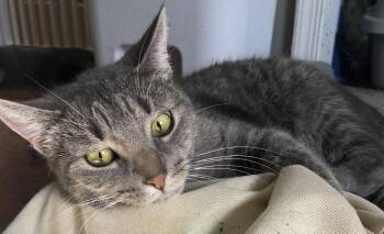 Rescue Domestic Short Hair Cats for Adoption in Bellmawr, New Jersey - Ava | PetCurious