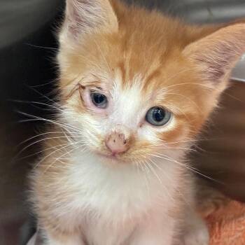 Mario -  Domestic Short Hair Cat for Adoption in Auburn, Alabama - Mario | PetCurious