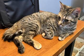 Tabby Cats Available for Adoption in Beckley, West Virginia - Lilly | PetCurious