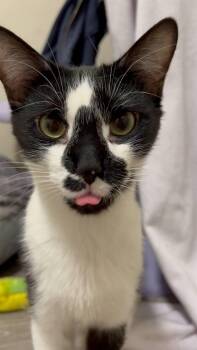 Rescue Domestic Short Hair Cats for Adoption in Royal Oak, Michigan - Marlow | PetCurious