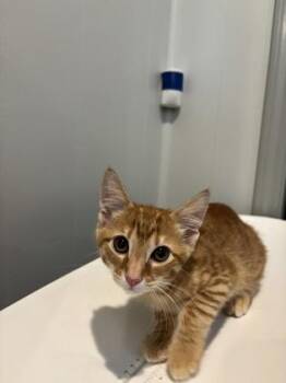Luigi -  Domestic Short Hair Cat for Adoption in Paducah, Kentucky - Luigi | PetCurious