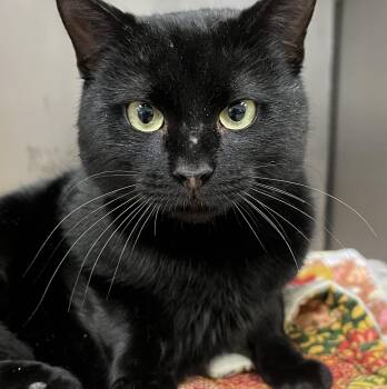 Domestic Short Hair Cats Available for Adoption - Stallone | PetCurious