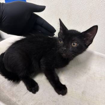 IVHS-A-142074 -  Domestic Short Hair Cat for Adoption in San Gabriel, California - IVHS-A-142074 | PetCurious