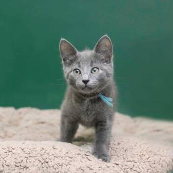 Corky -  Domestic Short Hair Cat for Adoption in Parma, Ohio - Corky | PetCurious