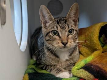 A885891 -  Domestic Short Hair Cat for Adoption in Camarillo, California - A885891 | PetCurious