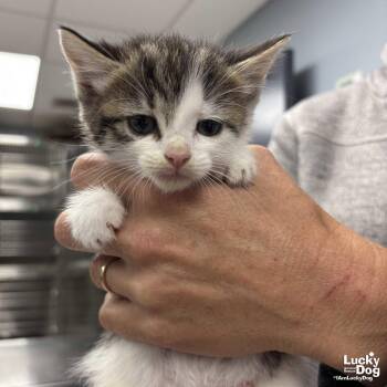 Domestic Medium Hair Cats Available for Adoption in Washington, District Of Columbia - Zuko | PetCurious