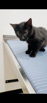 Domestic Short Hair Cats Available for Adoption in Brewster, New York - Andrea (90210 Litter) | PetCurious