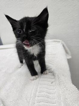 Layton -  Domestic Short Hair Cat for Adoption in Evansville, Indiana - Layton | PetCurious